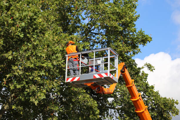 Wharton, TX Tree Services Company