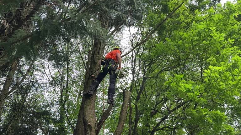 Why Choose Our Tree Removal Services in Wharton, TX?