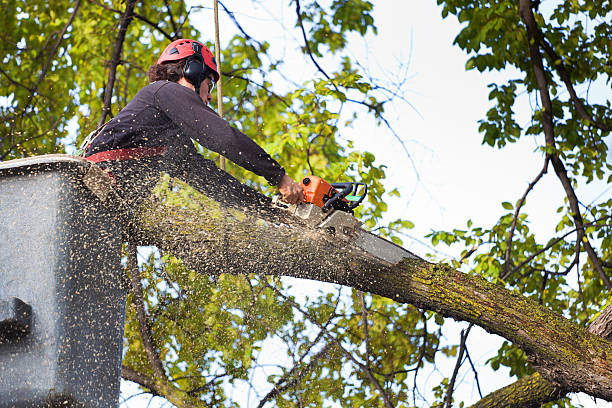 Mulching Services in Wharton, TX